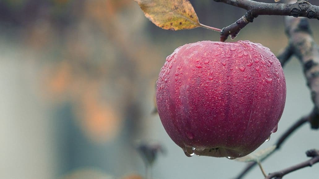 apple on a tree