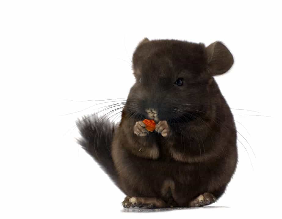 Chinchilla Teeth [Teeth Care+Facts+FAQ’s Answered & Tips]