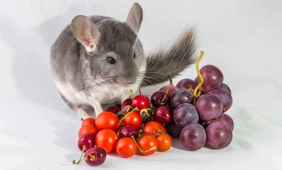 chinchilla with different fruits