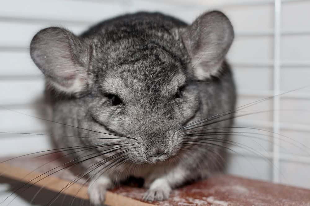 chinchilla with cute ears