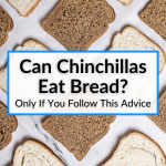 Can Chinchillas Eat Bread