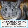 Chinchilla Dying Symptoms