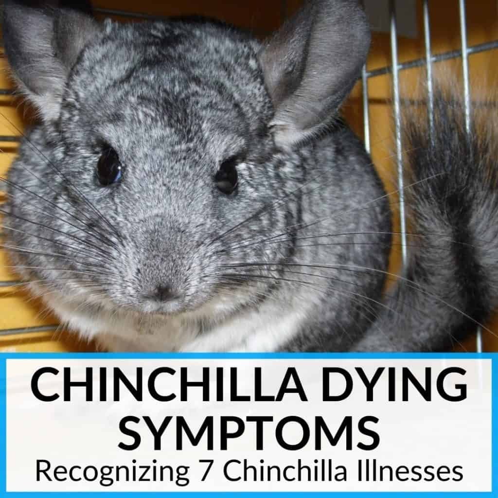 Chinchilla The World's Number 1 Resource For Chinchilla Owners