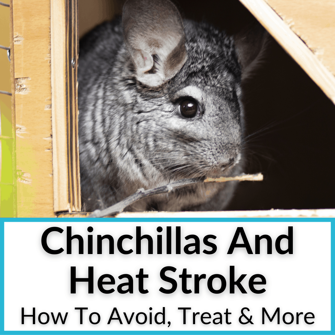 Chinchillas And Heat Stroke