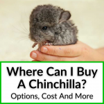 Where Can I Buy A Chinchilla