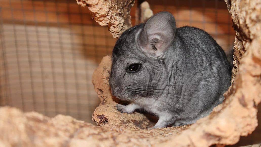 newly adopted chinchilla from breeder