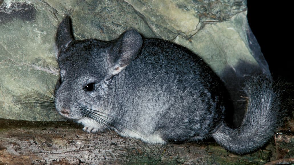 vaccinated chinchilla outdoors