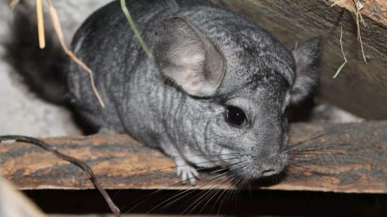Chinchilla Behavior And Temperament (Surprises And What To Expect)