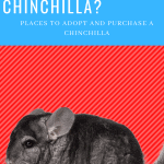where-can-i-buy-a-chinchilla