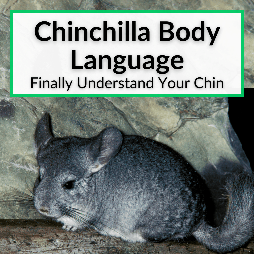 Chinchilla Body Language