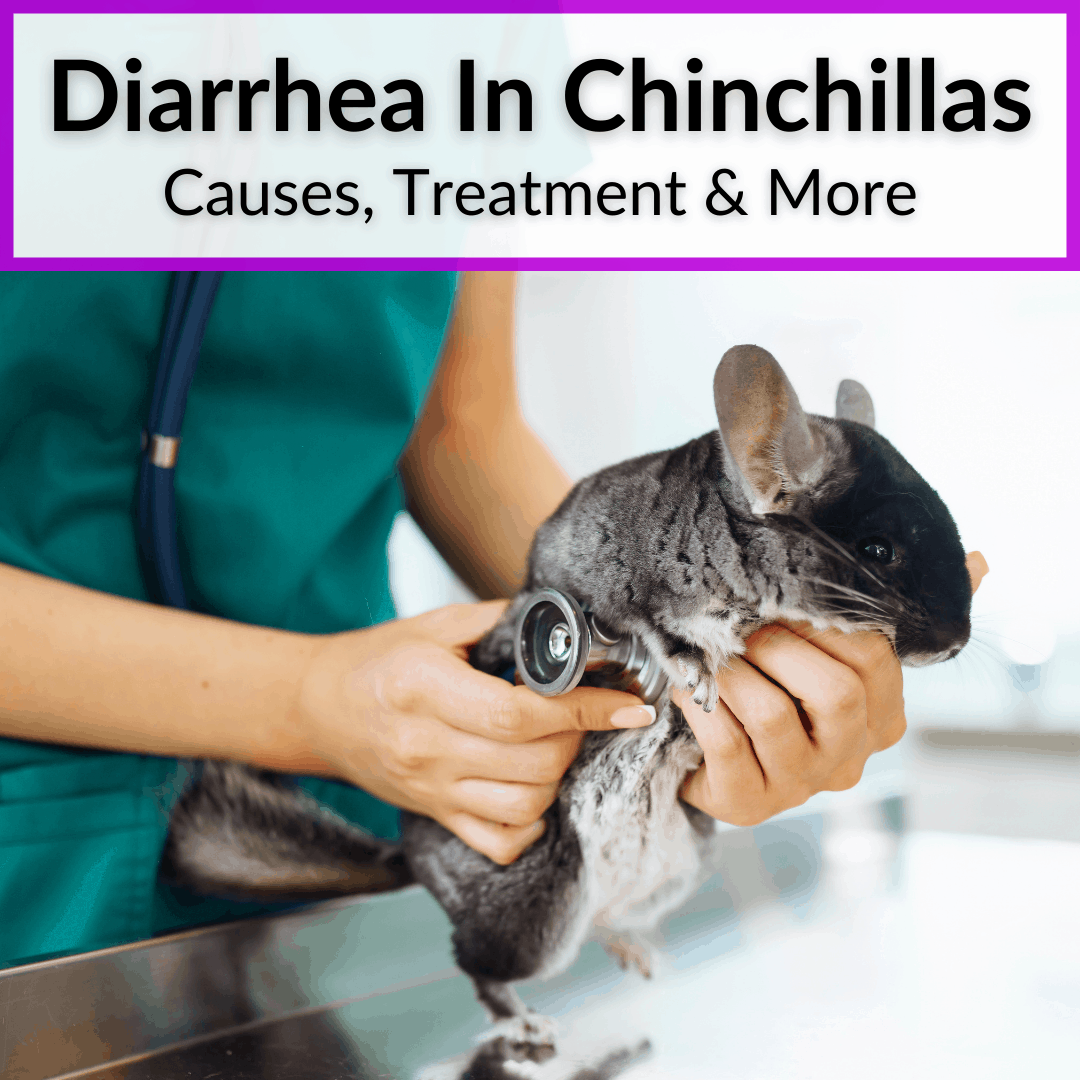 Diarrhea In Chinchillas