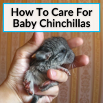 How To Care For Baby Chinchillas