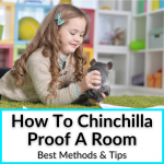 How To Chinchilla Proof A Room