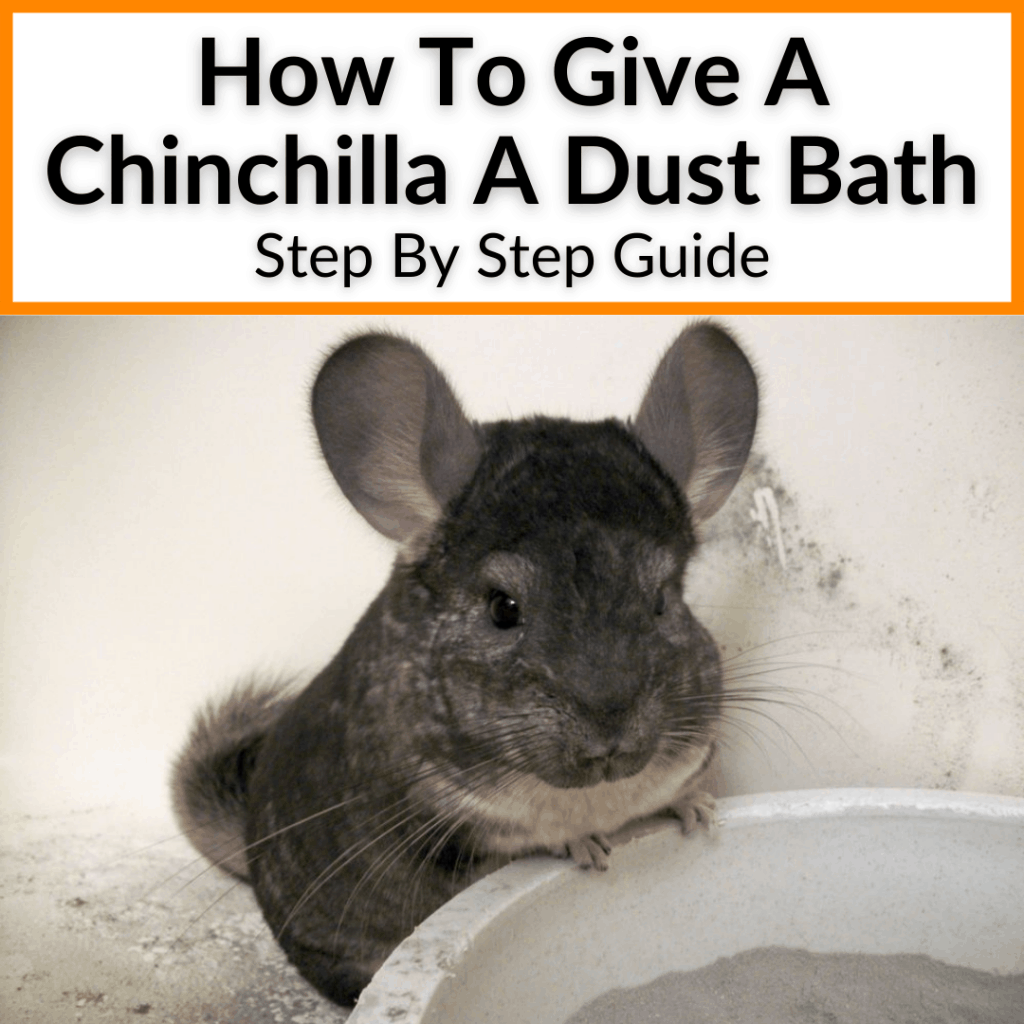 How To Give A Chinchilla A Dust Bath (Step By Step Guide)