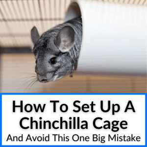 How To Set Up A Chinchilla Cage