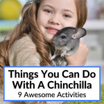 Things You Can Do With A Chinchilla
