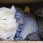 chinchilla-body-language