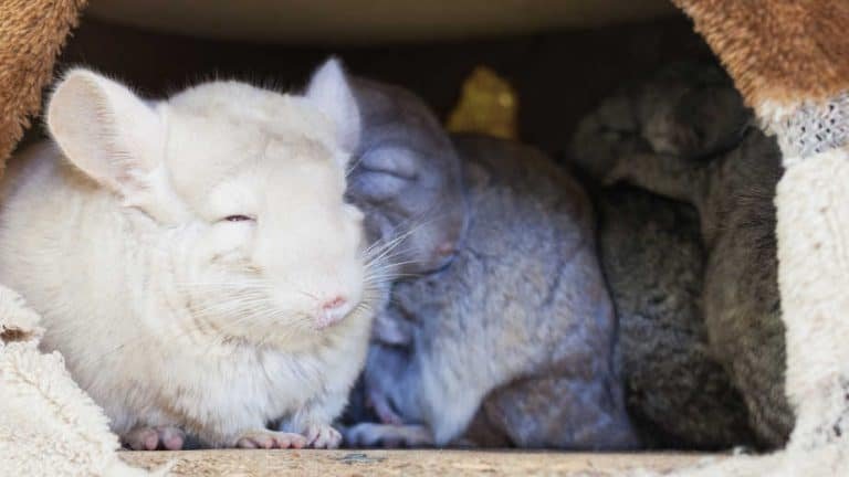 Chinchilla Behavior And Temperament (Surprises And What To Expect)