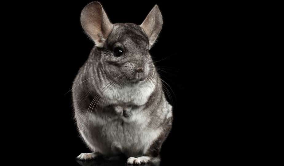 chinchilla in a proofed room