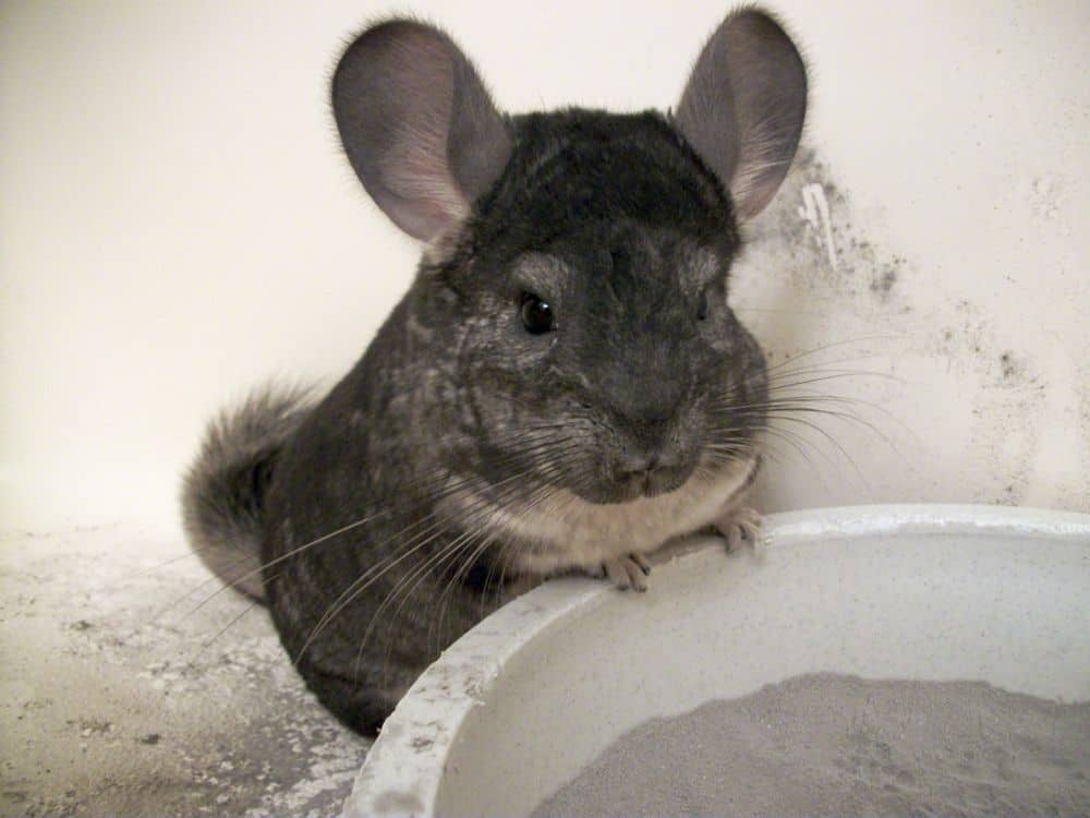 chinchilla with human safe dust