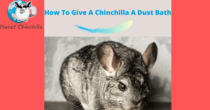 how-to-give-a-chinchilla-a-dust-bath