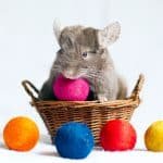 how-to-set-up-a-chinchilla-cage
