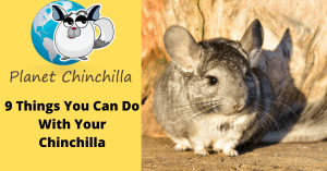 things-you-can-do-with-a-chinchilla