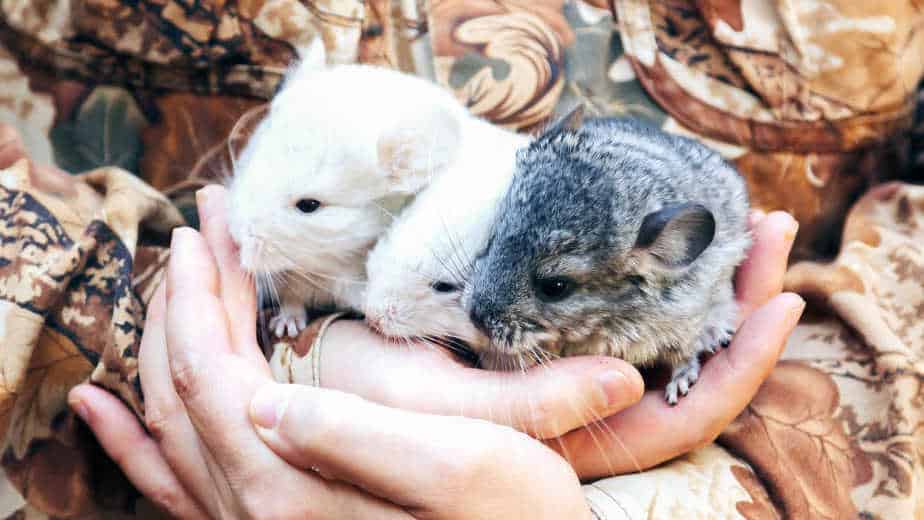 three baby chinchillas without mother