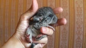How To Care For Baby Chinchillas (And Where To Find Them)