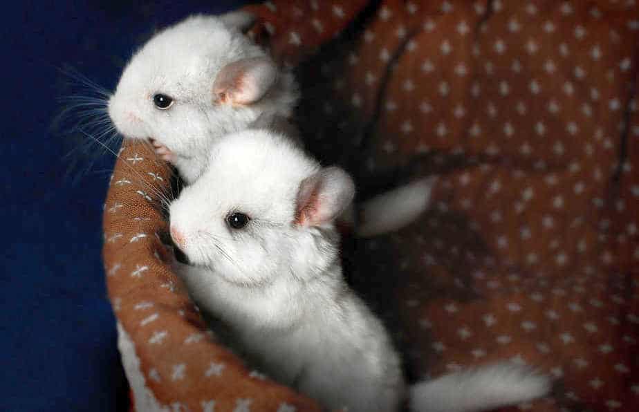 two chinchillas playing not fighting