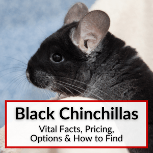Black Chinchillas