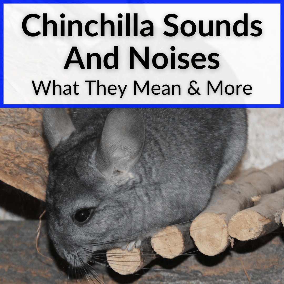 Chinchilla Sounds And Noises