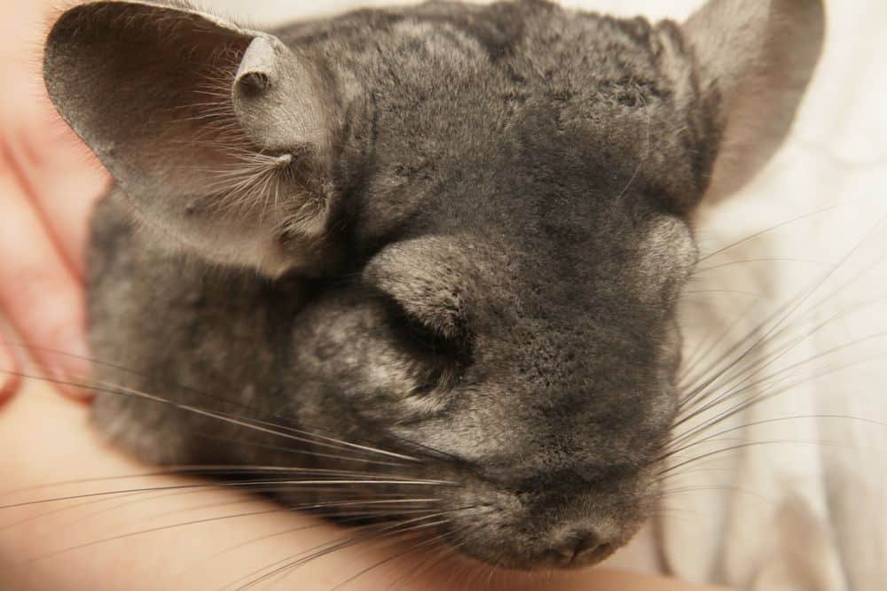 chinchilla going on a walk