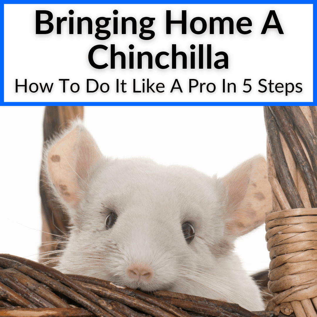 Bringing Home A Chinchilla
