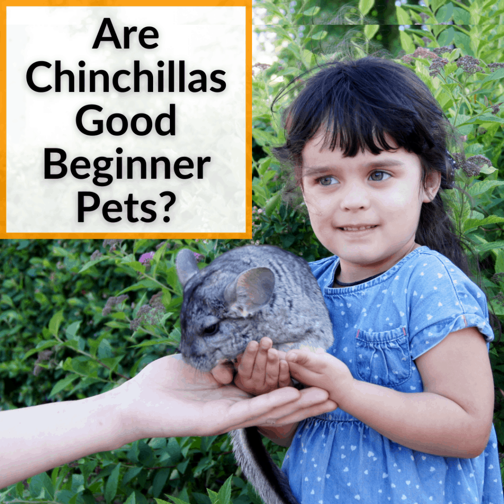 Are Chinchillas Good Beginner Pets? (It Depends On This)