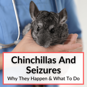 Chinchillas And Seizures