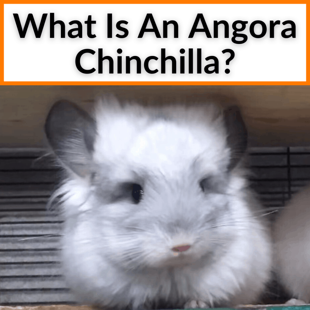 What Is An Angora Chinchilla? (Main Differences & Vital Facts)