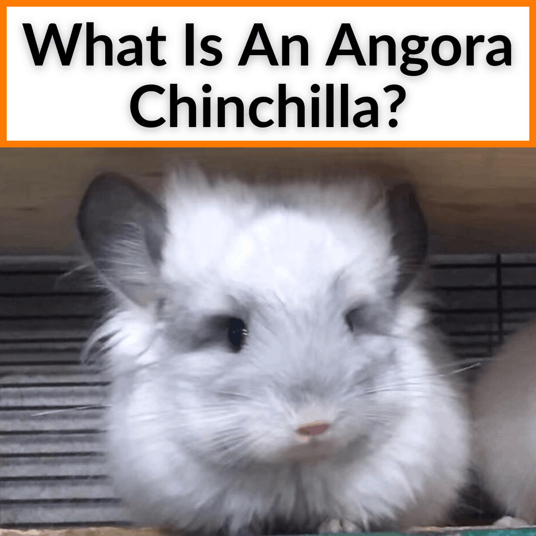 What Is An Angora Chinchilla