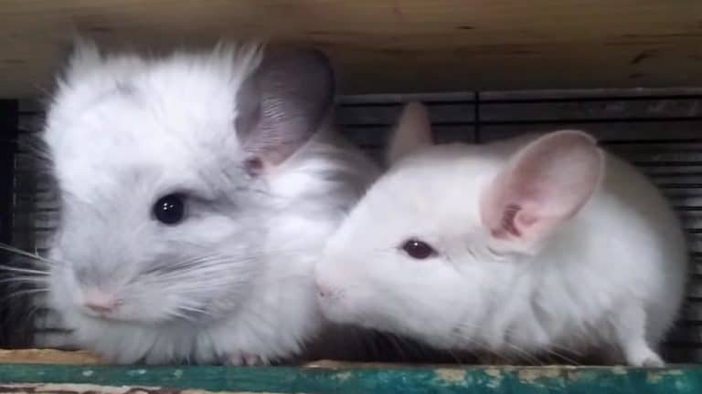 What Is An Angora Chinchilla? (Main Differences & Vital Facts)