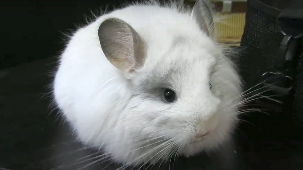 interesting facts about chinchillas