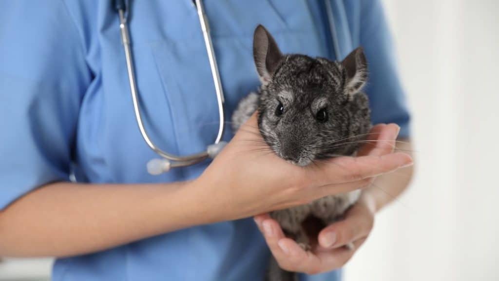 Chinchilla Care 101 Guide On Caring For Chinchillas)