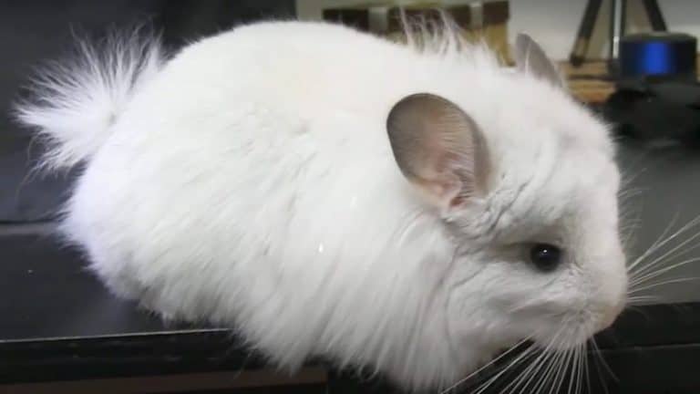 What Is An Angora Chinchilla? (Main Differences & Vital Facts)