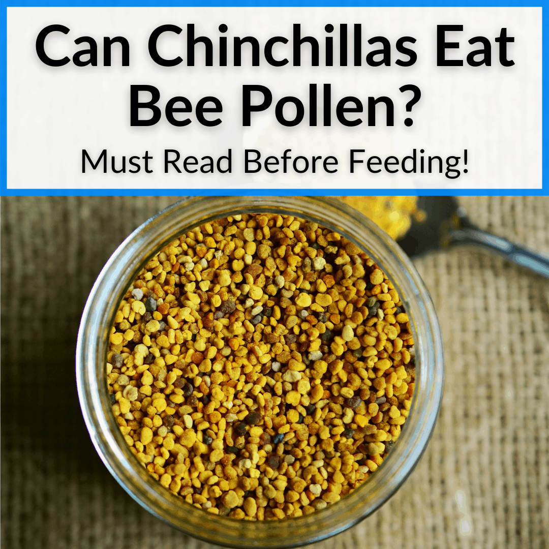 Can Chinchillas Eat Bee Pollen