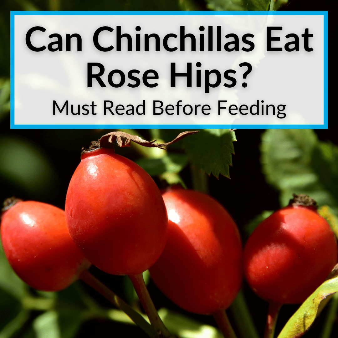 Can Chinchillas Eat Rose Hips