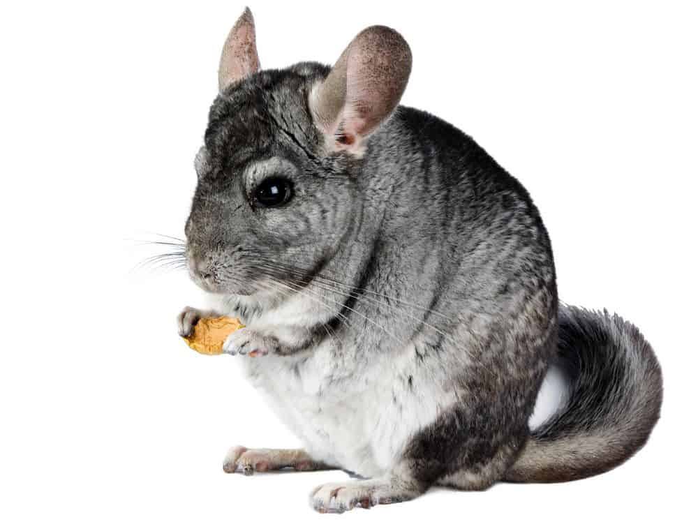 chinchilla eating a snack