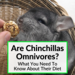 Are Chinchillas Omnivores