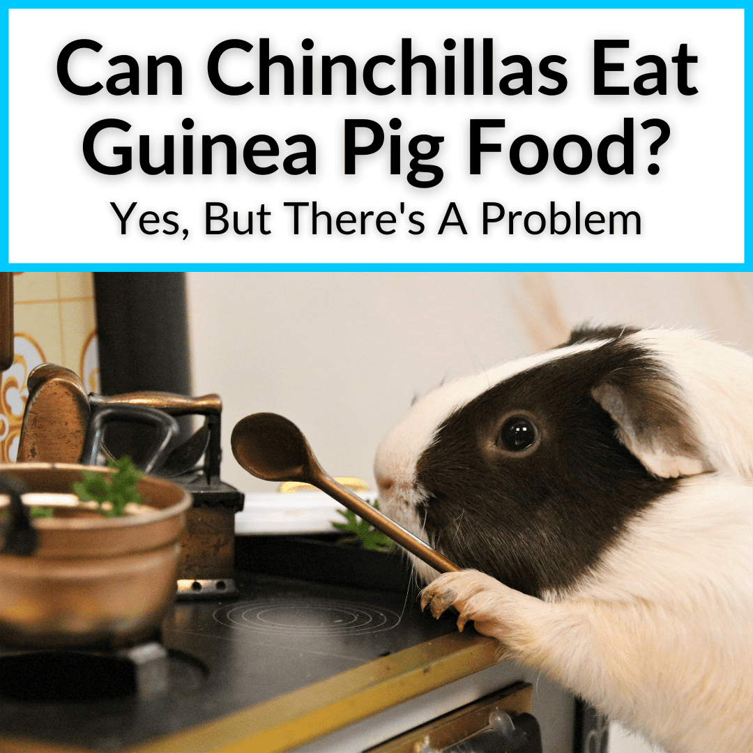 Can Chinchillas Eat Guinea Pig Food
