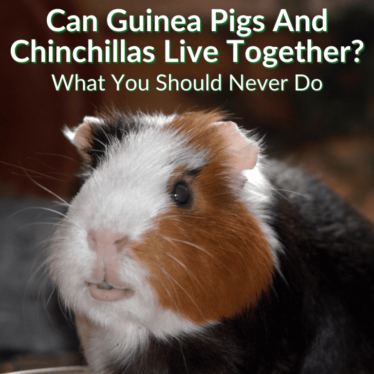 Can Guinea Pigs And Chinchillas Live Together? (What To Never Do)