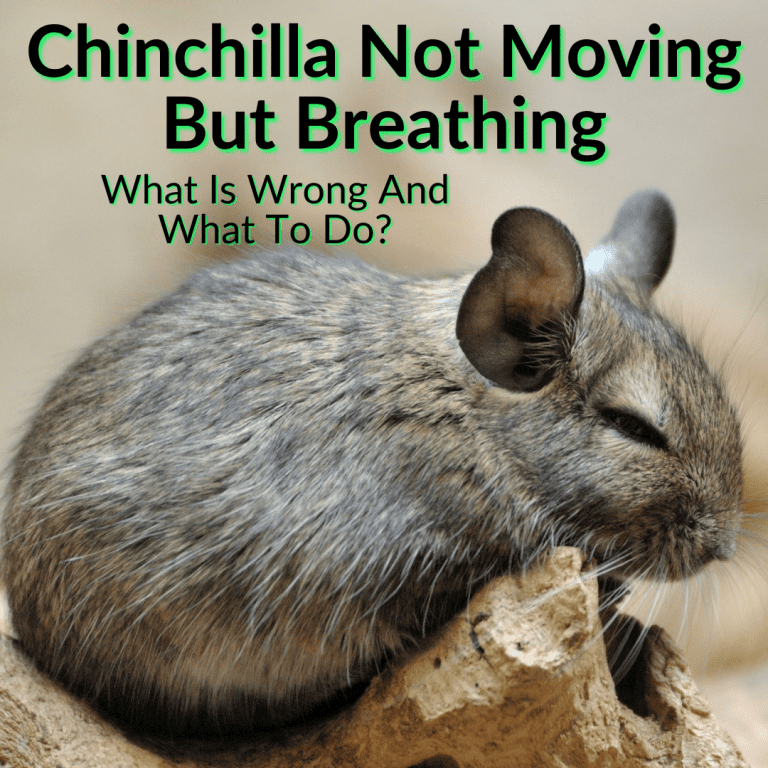 Chinchilla Not Moving But Breathing (What Is Wrong And What To Do?)