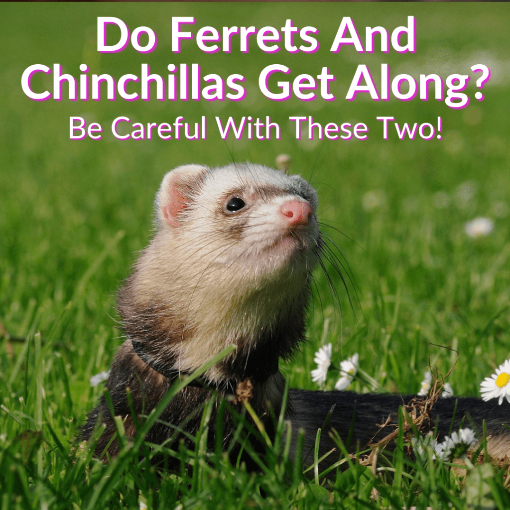 Do Ferrets And Chinchillas Get Along? (Be Careful!)